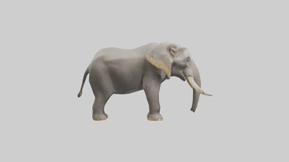 3D model Indian Elephant foraging model VR / AR / low-poly