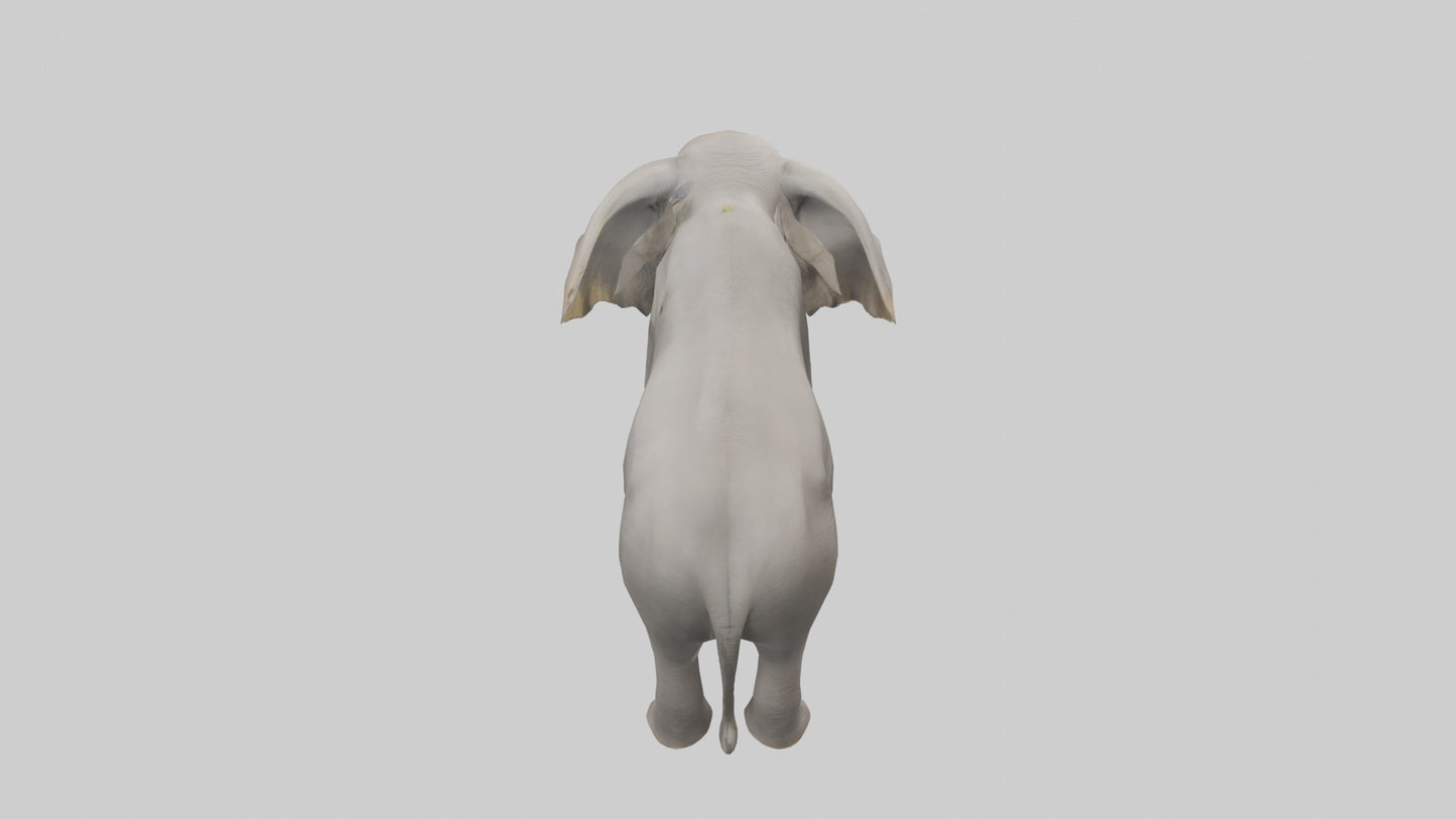 3D model Indian Elephant foraging model VR / AR / low-poly