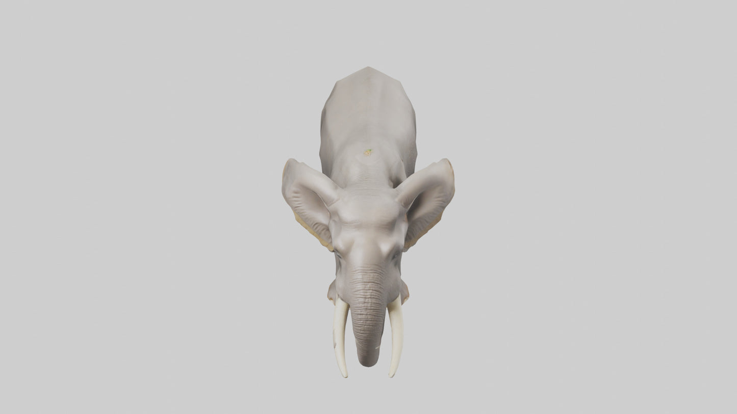 3D model Indian Elephant foraging model VR / AR / low-poly