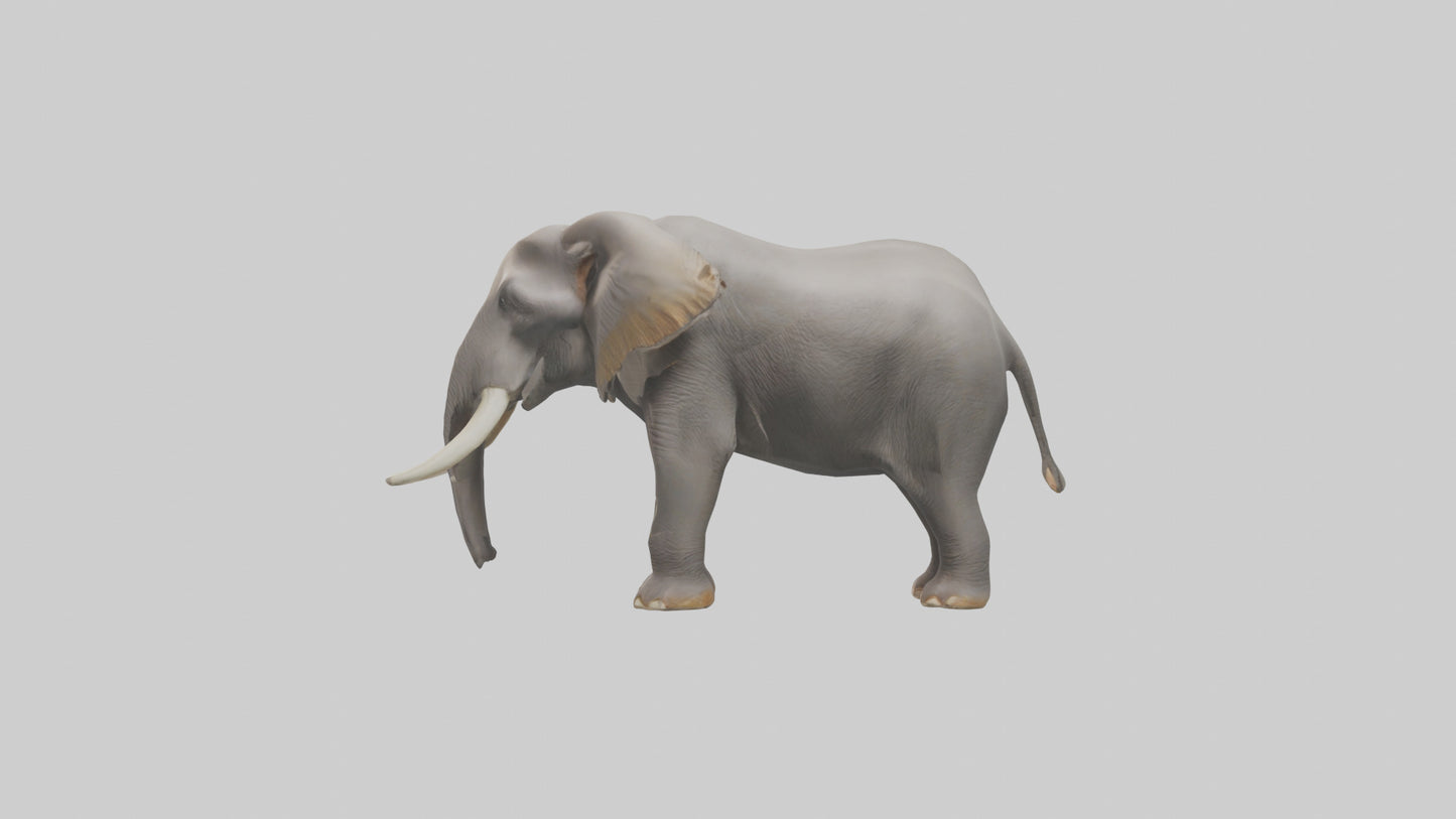 3D model Indian Elephant foraging model VR / AR / low-poly