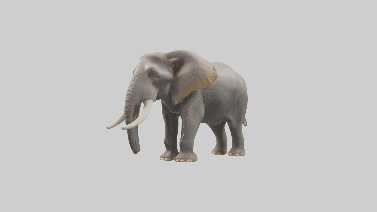 3D model Indian Elephant foraging model VR / AR / low-poly