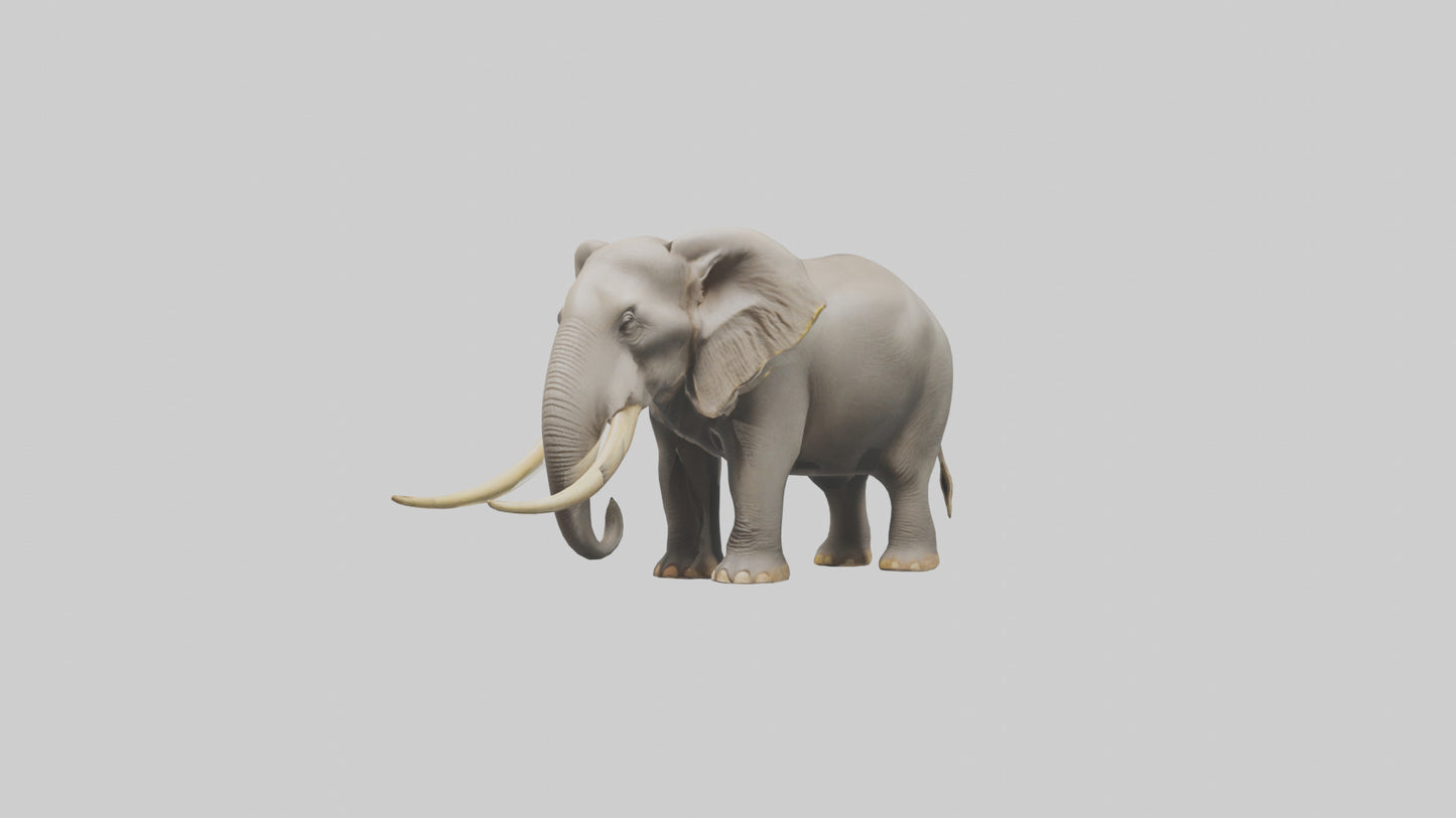 Indian Elephant grazing model VR / AR / low-poly