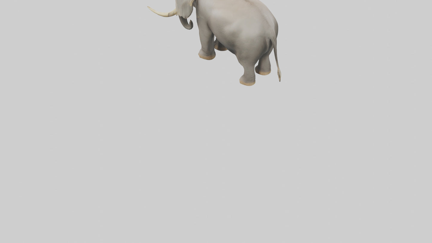 Indian Elephant grazing model VR / AR / low-poly