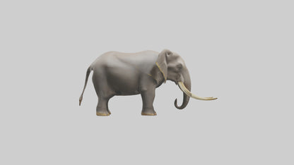 Indian Elephant grazing model VR / AR / low-poly