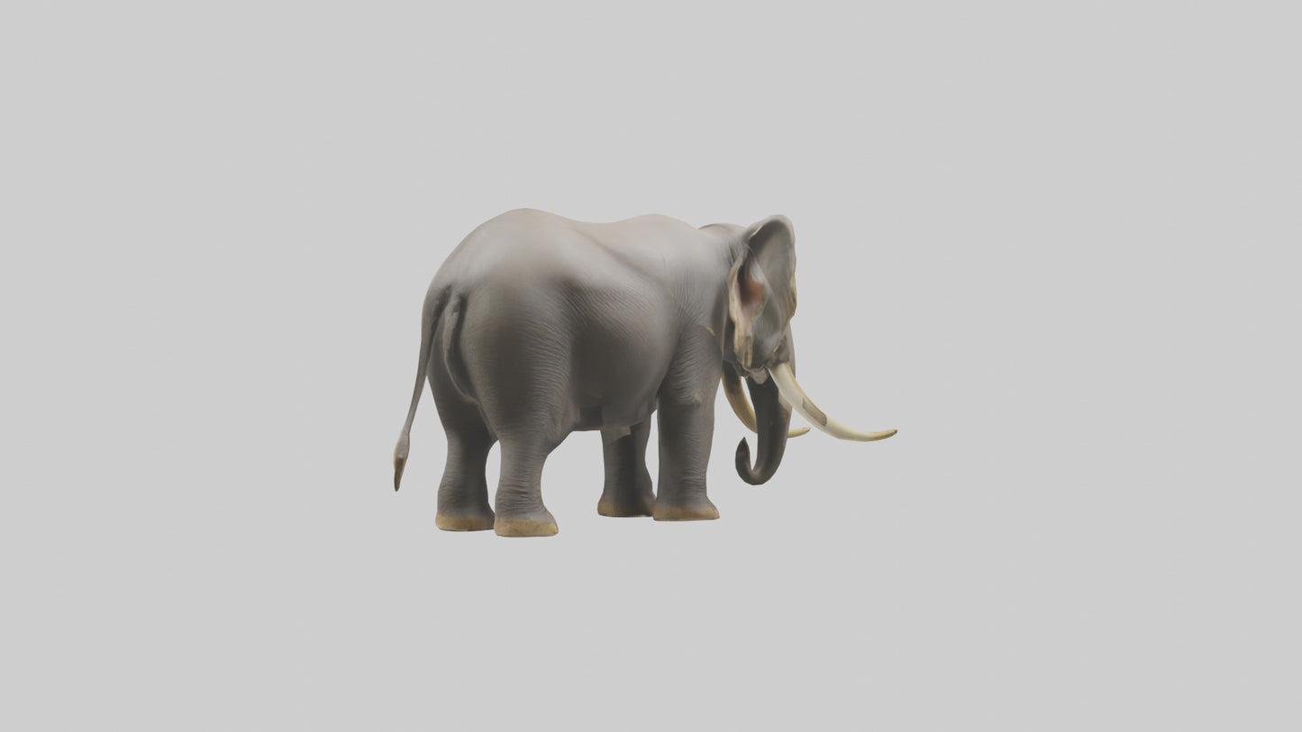 Indian Elephant grazing model VR / AR / low-poly