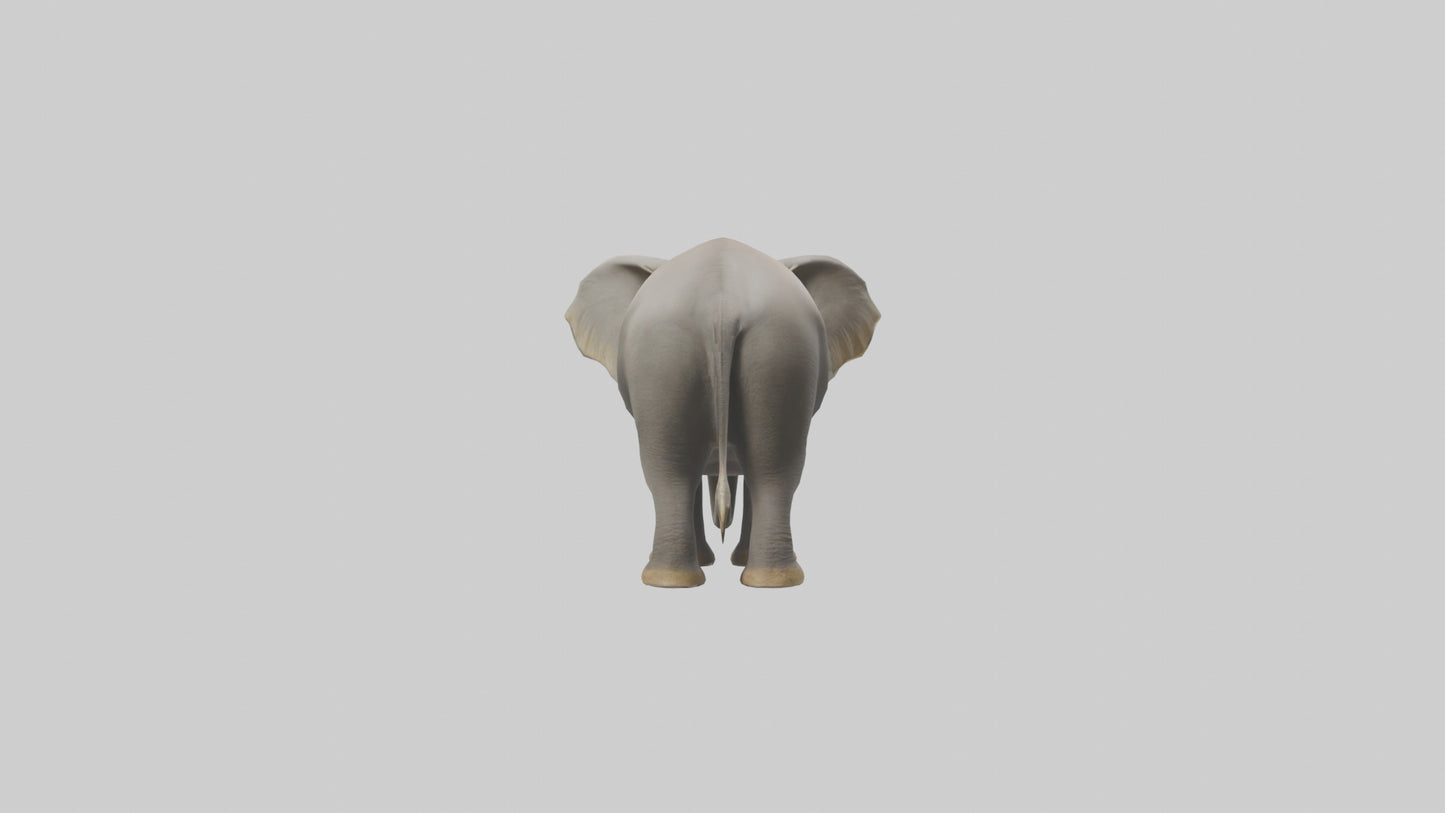 Indian Elephant grazing model VR / AR / low-poly