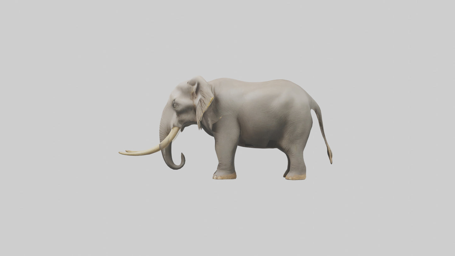 Indian Elephant grazing model VR / AR / low-poly