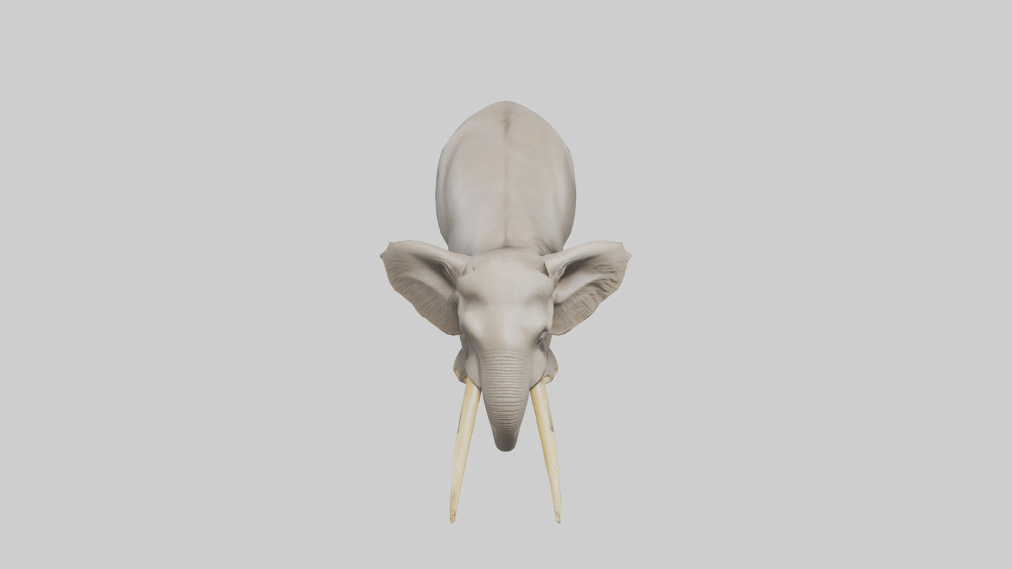Indian Elephant grazing model VR / AR / low-poly