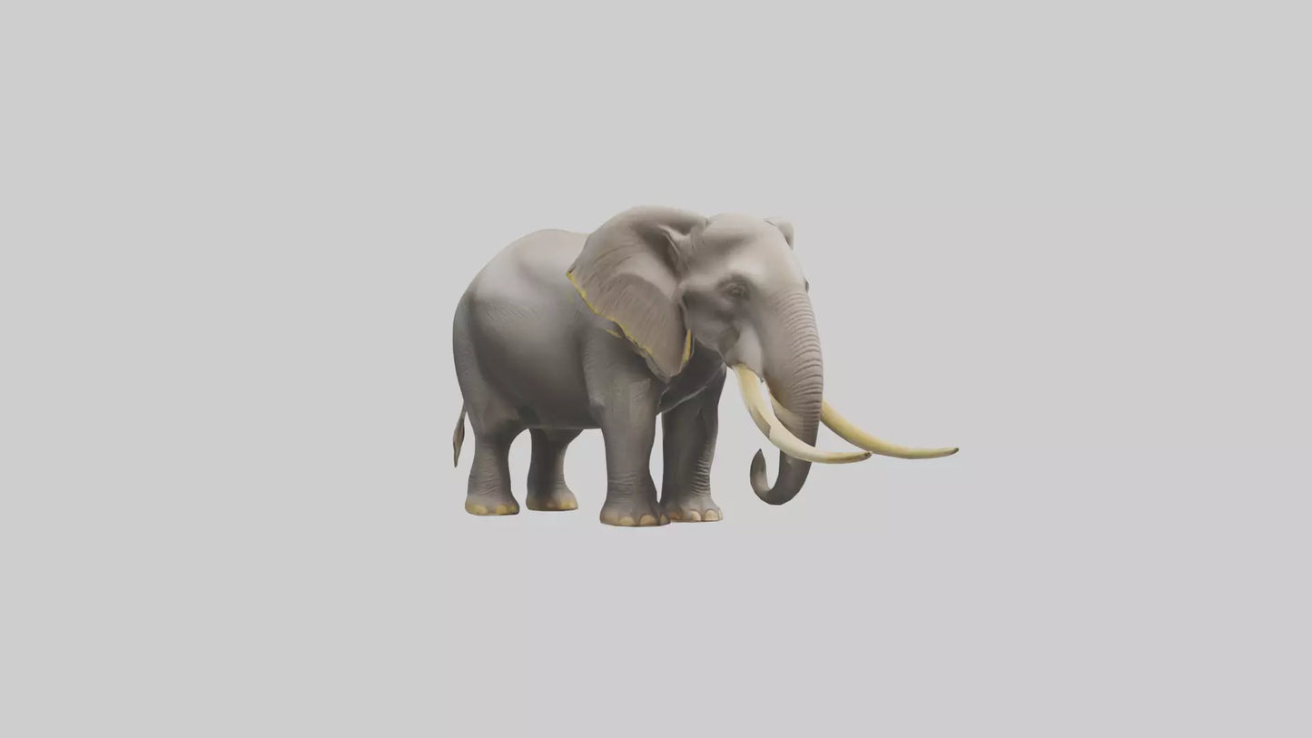 Indian Elephant grazing model VR / AR / low-poly