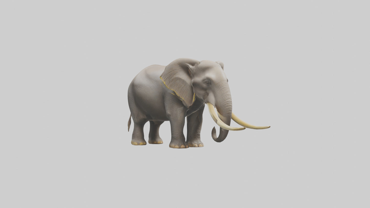 Indian Elephant grazing model VR / AR / low-poly