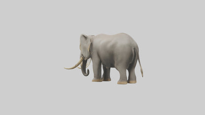 Indian Elephant grazing model VR / AR / low-poly