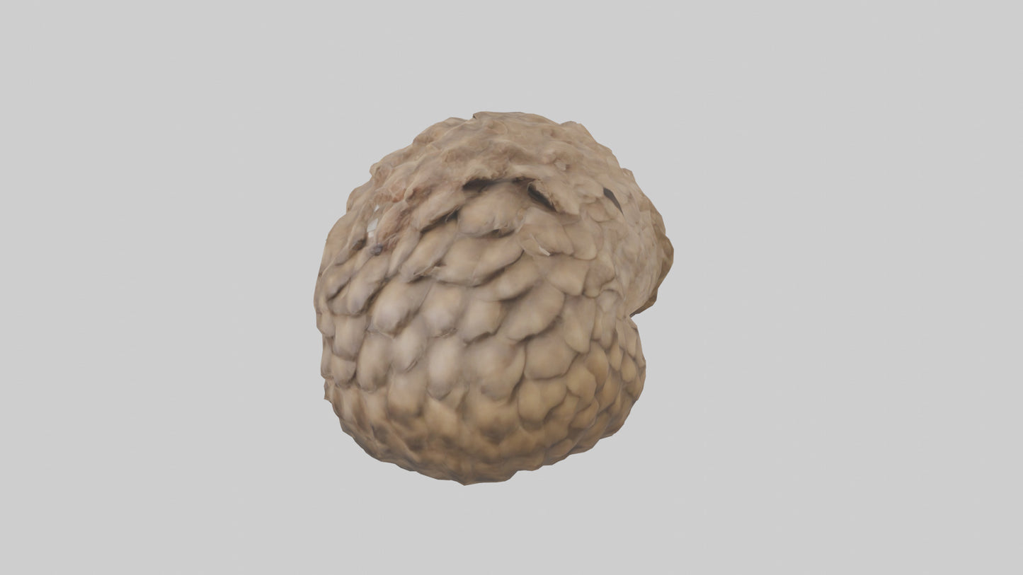 3D model Indian Pangolin curled up model VR / AR / low-poly