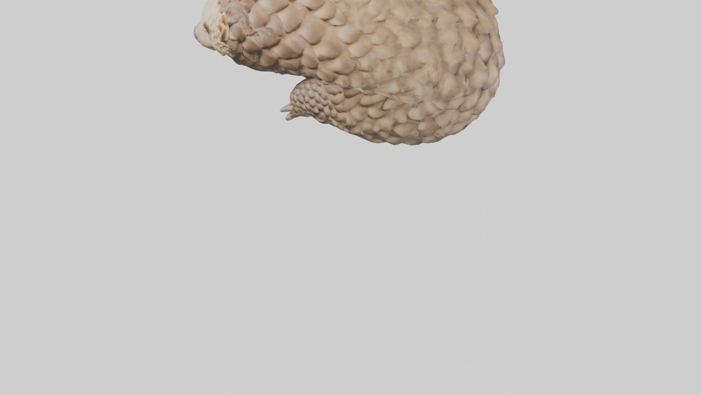 3D model Indian Pangolin curled up model VR / AR / low-poly
