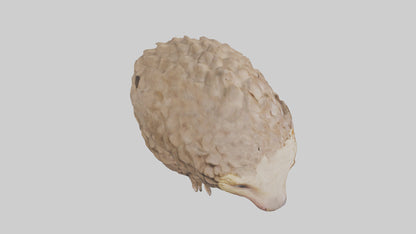 3D model Indian Pangolin curled up model VR / AR / low-poly