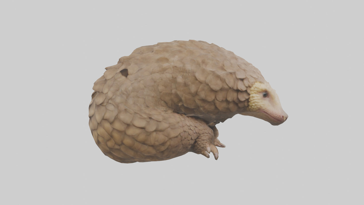 3D model Indian Pangolin curled up model VR / AR / low-poly