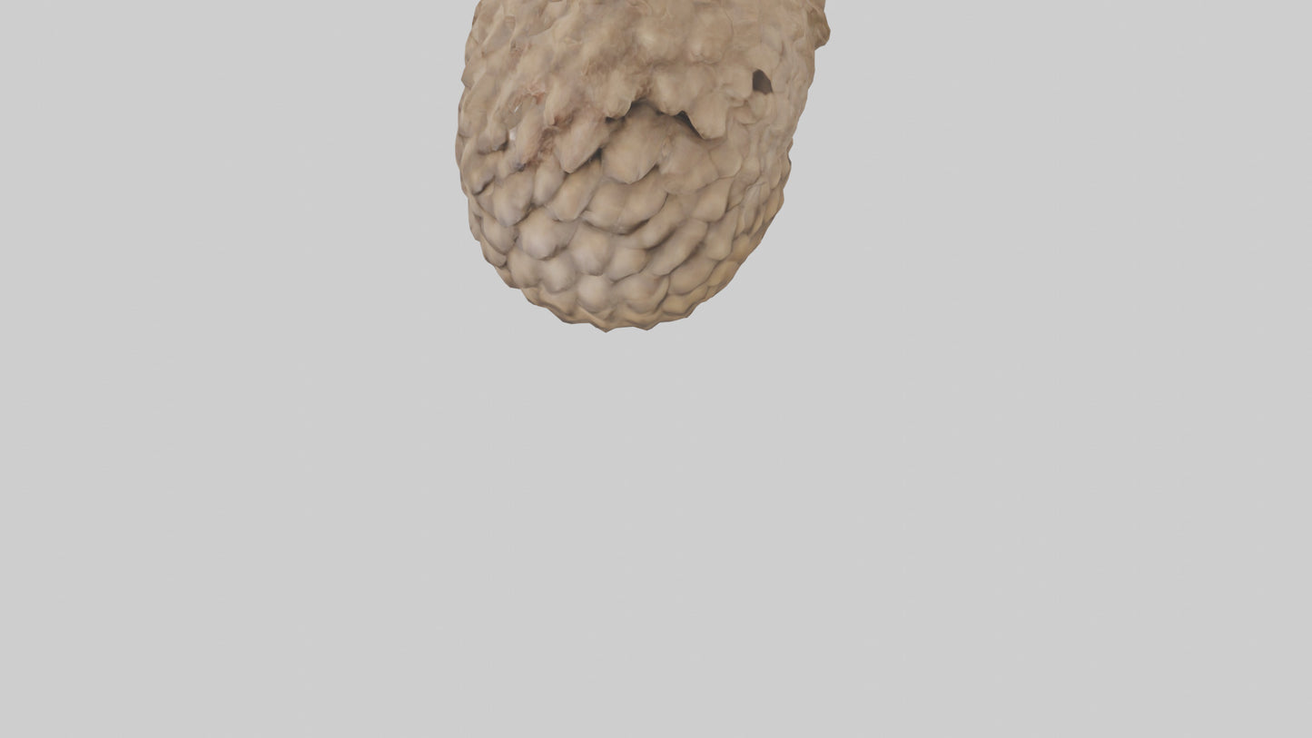 3D model Indian Pangolin curled up model VR / AR / low-poly