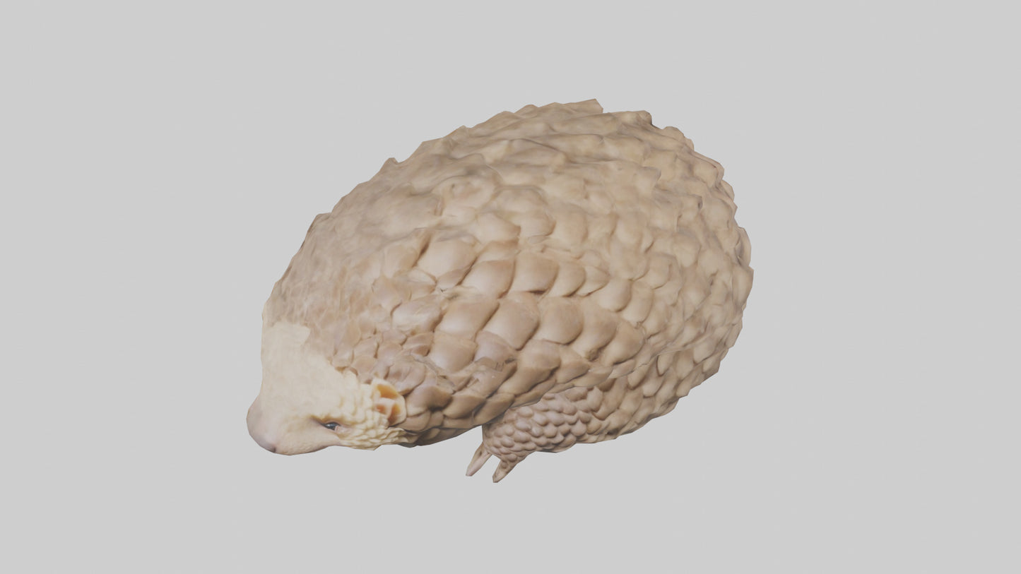 3D model Indian Pangolin curled up model VR / AR / low-poly
