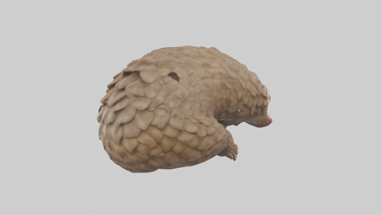3D model Indian Pangolin curled up model VR / AR / low-poly