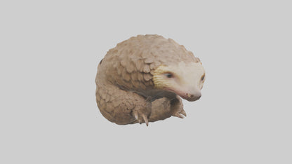 3D model Indian Pangolin curled up model VR / AR / low-poly