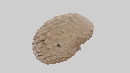 3D model Indian Pangolin curled up model VR / AR / low-poly