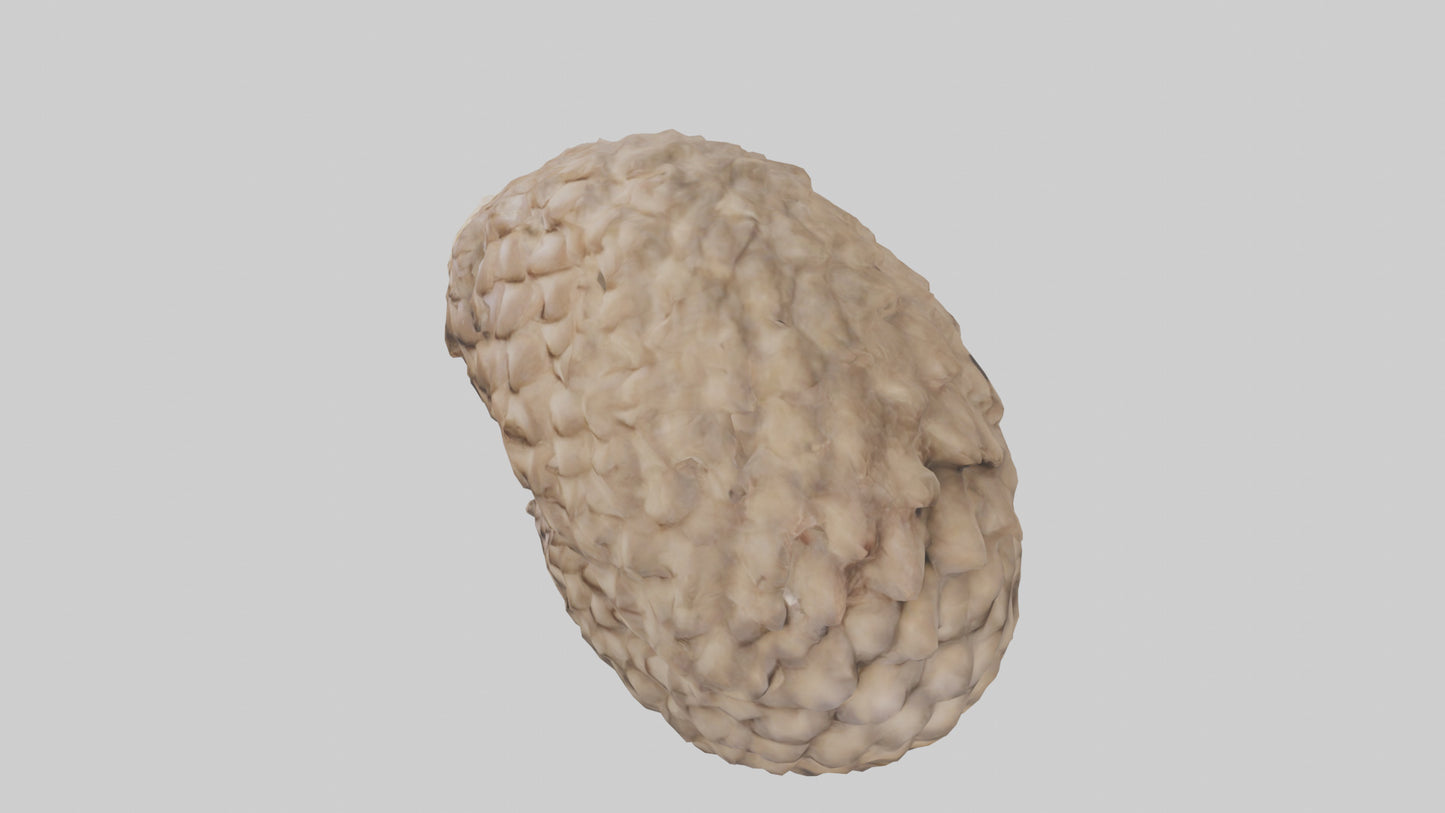 3D model Indian Pangolin curled up model VR / AR / low-poly