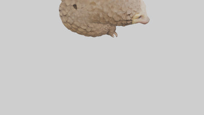3D model Indian Pangolin curled up model VR / AR / low-poly