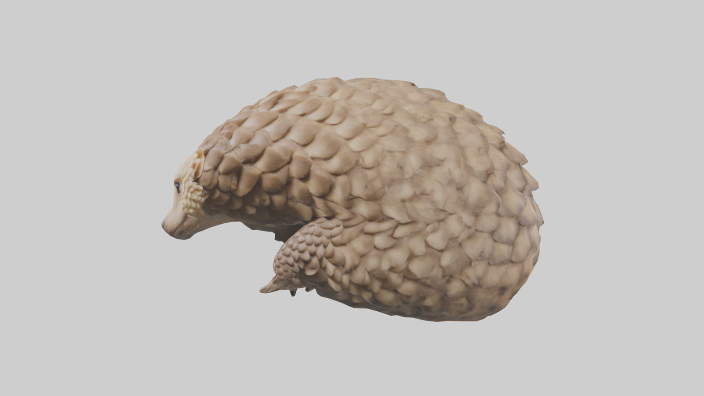 3D model Indian Pangolin curled up model VR / AR / low-poly
