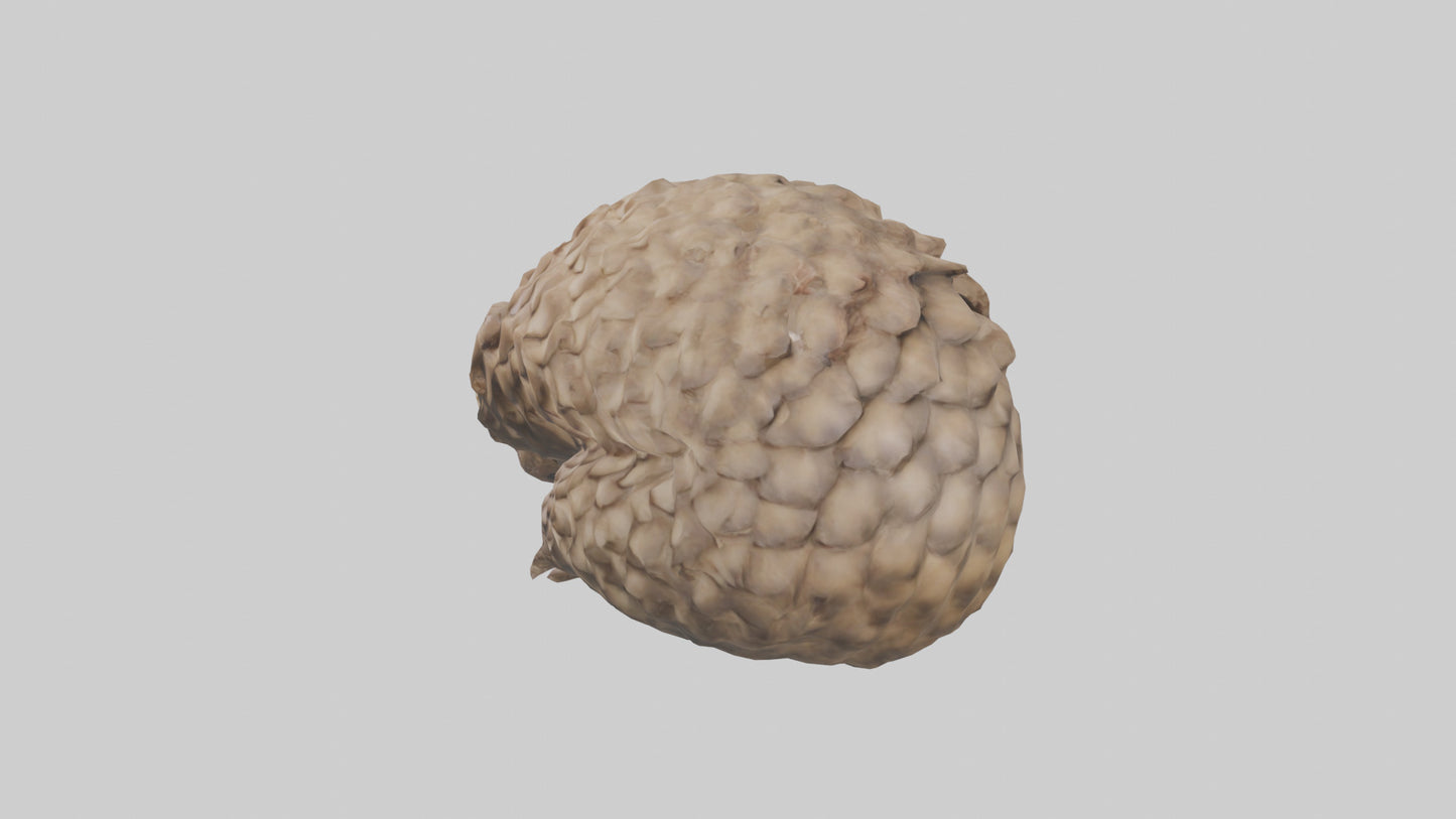 3D model Indian Pangolin curled up model VR / AR / low-poly