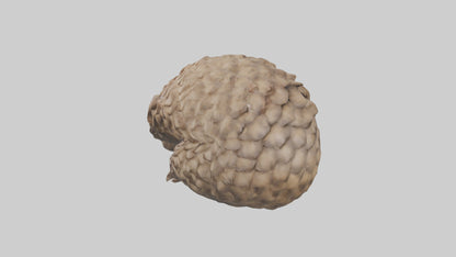 3D model Indian Pangolin curled up model VR / AR / low-poly