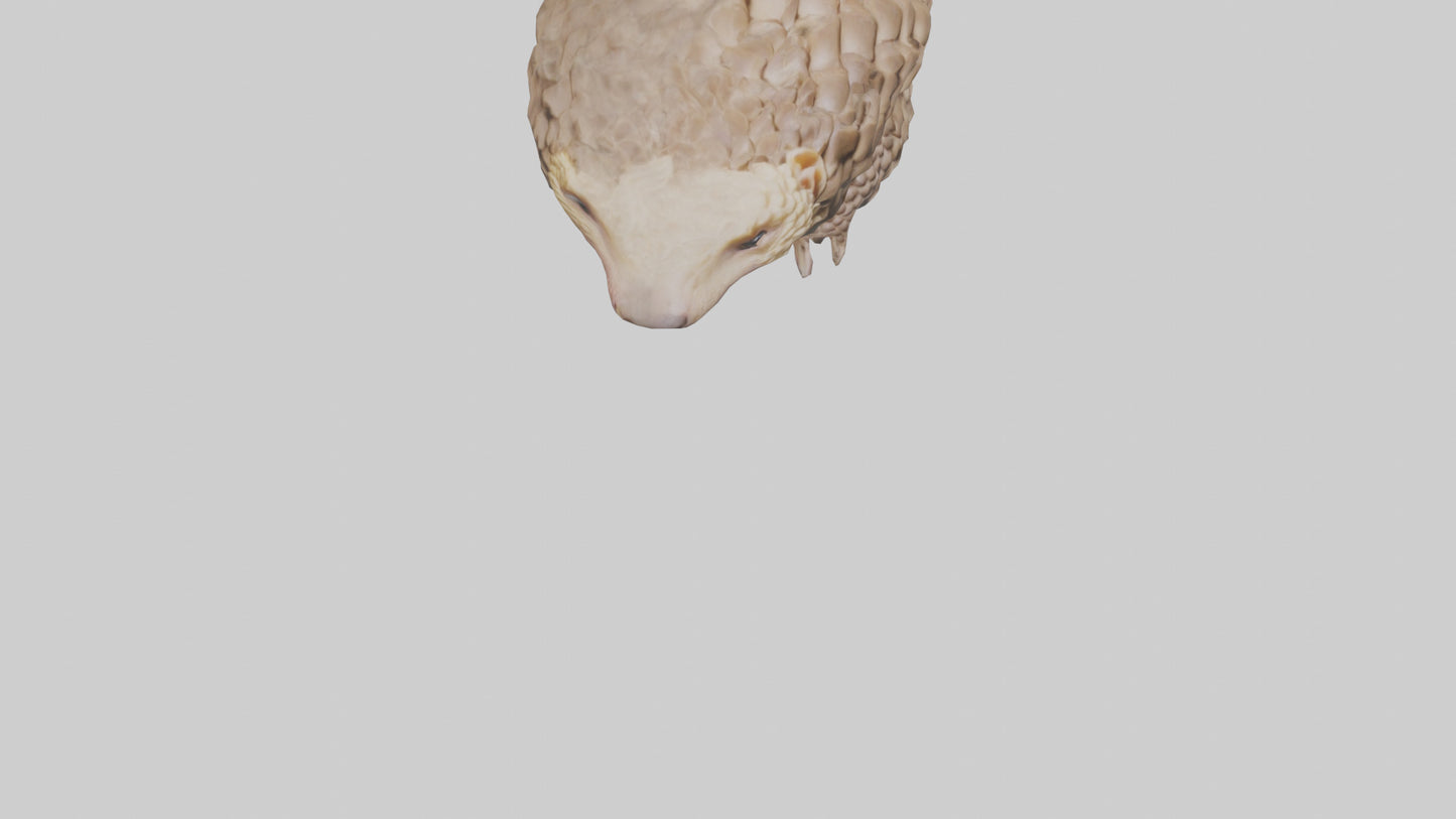 3D model Indian Pangolin curled up model VR / AR / low-poly