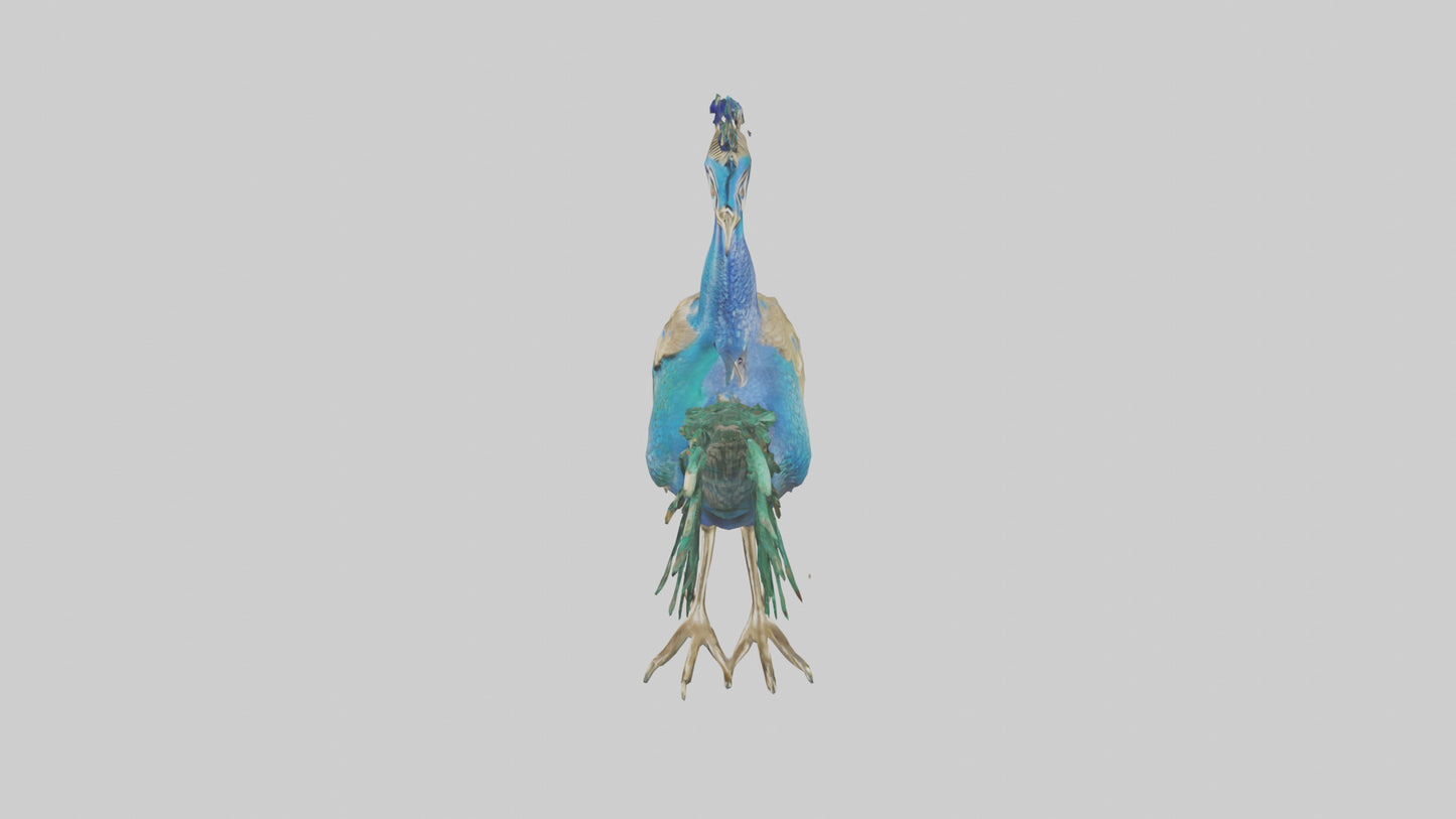 3D model Indian Peafowl statue model VR / AR / low-poly