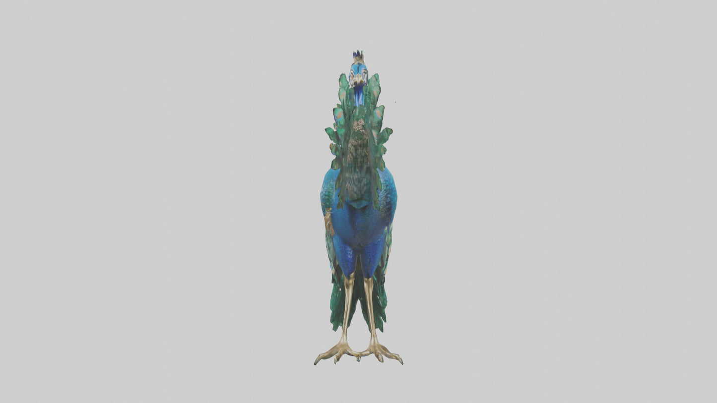 3D model Indian Peafowl statue model VR / AR / low-poly