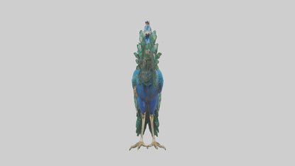 3D model Indian Peafowl statue model VR / AR / low-poly