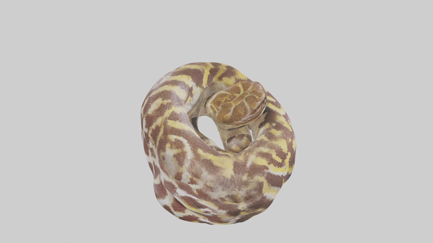 Indian Python coiled model VR / AR / low-poly