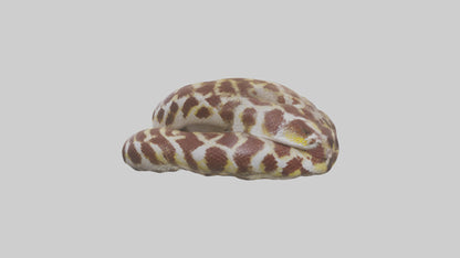 Indian Python coiled model VR / AR / low-poly