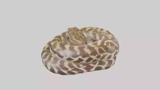 Indian Python coiled model VR / AR / low-poly