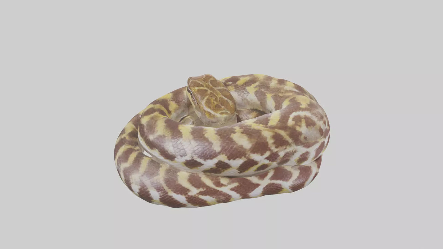 Indian Python coiled model VR / AR / low-poly