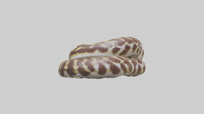 Indian Python coiled model VR / AR / low-poly