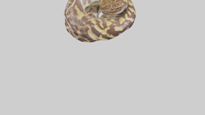 Indian Python coiled model VR / AR / low-poly
