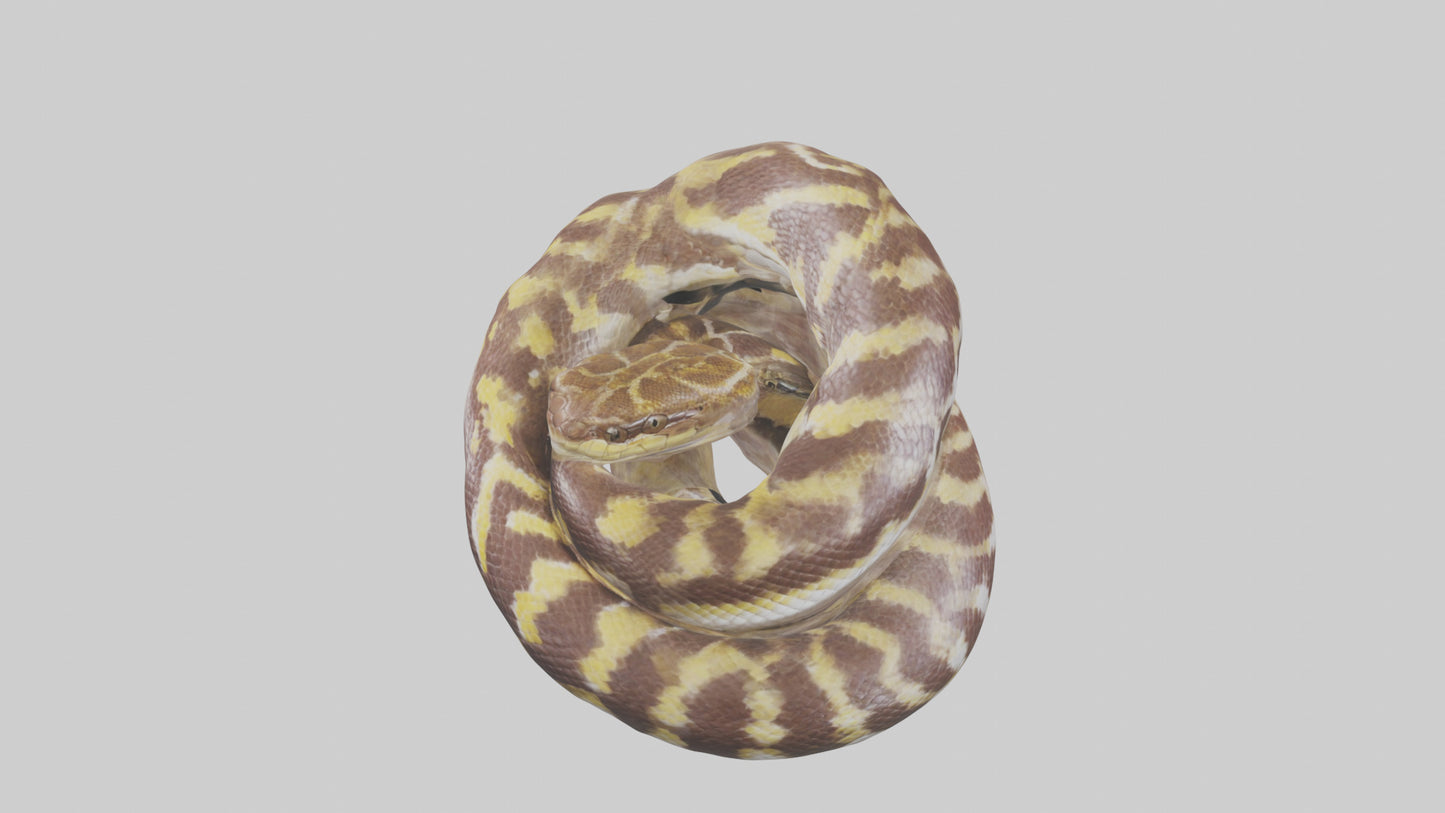 Indian Python coiled model VR / AR / low-poly