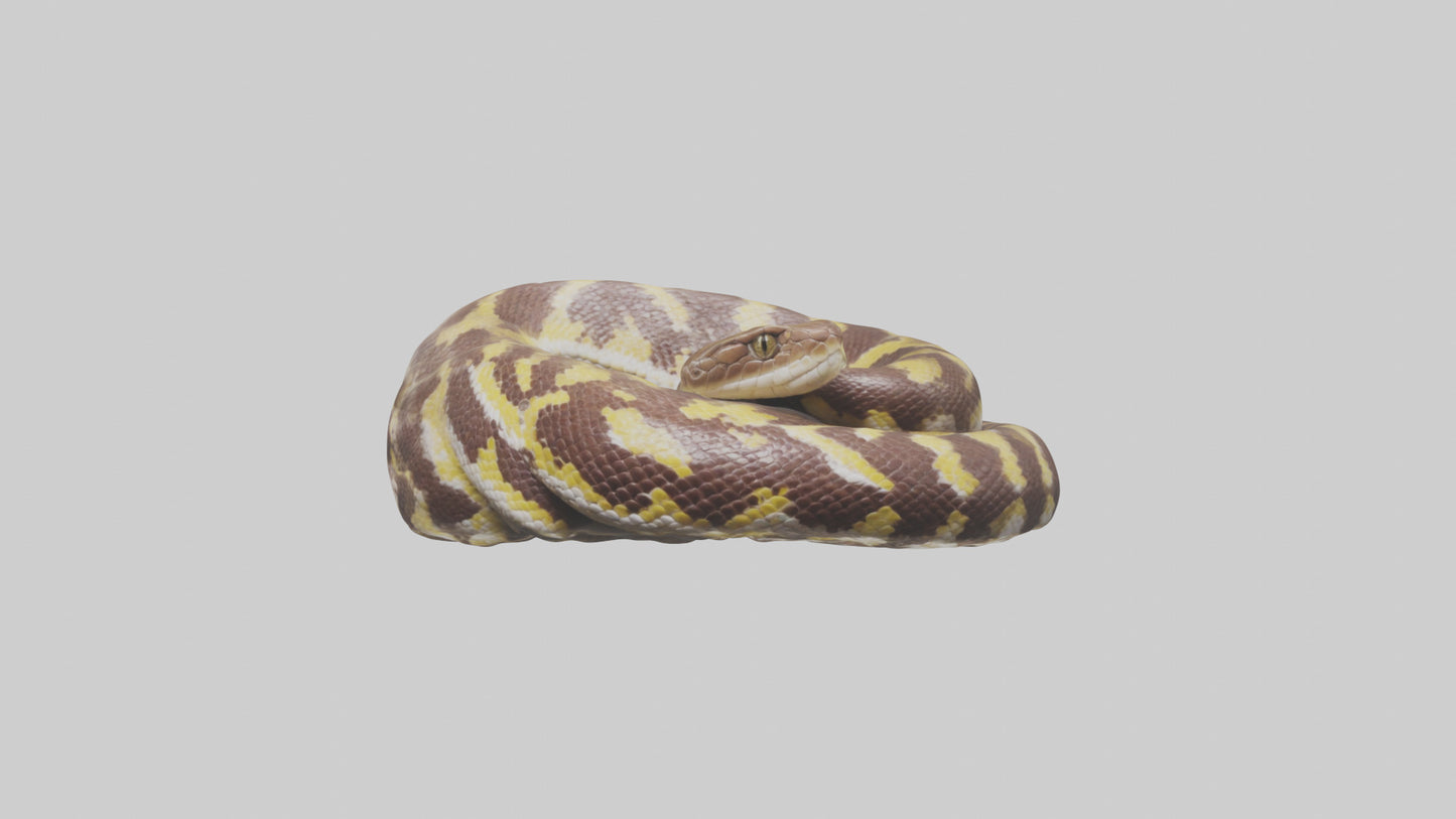 Indian Python coiled model VR / AR / low-poly