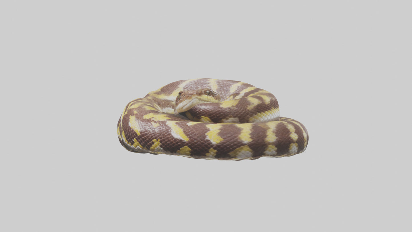 Indian Python coiled model VR / AR / low-poly
