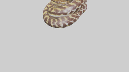 Indian Python coiled model VR / AR / low-poly