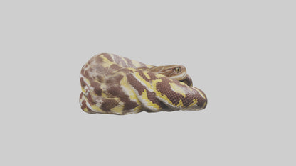 Indian Python coiled model VR / AR / low-poly