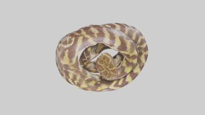 Indian Python coiled model VR / AR / low-poly