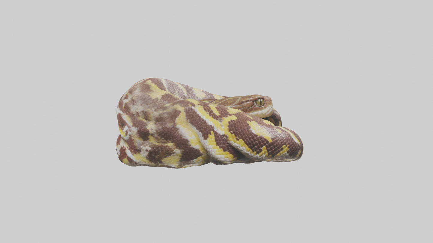 Indian Python coiled model VR / AR / low-poly