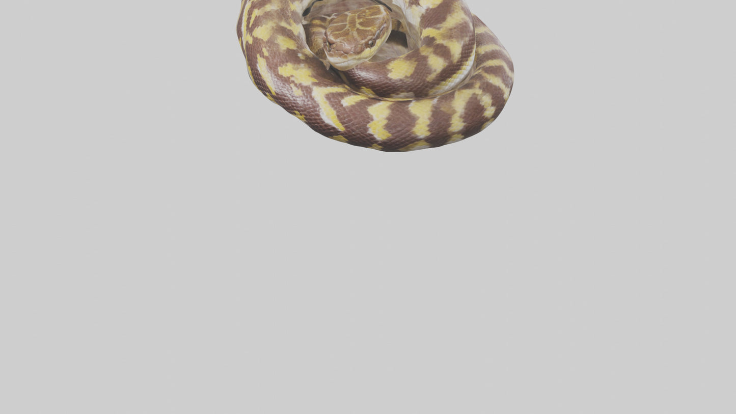 Indian Python coiled model VR / AR / low-poly