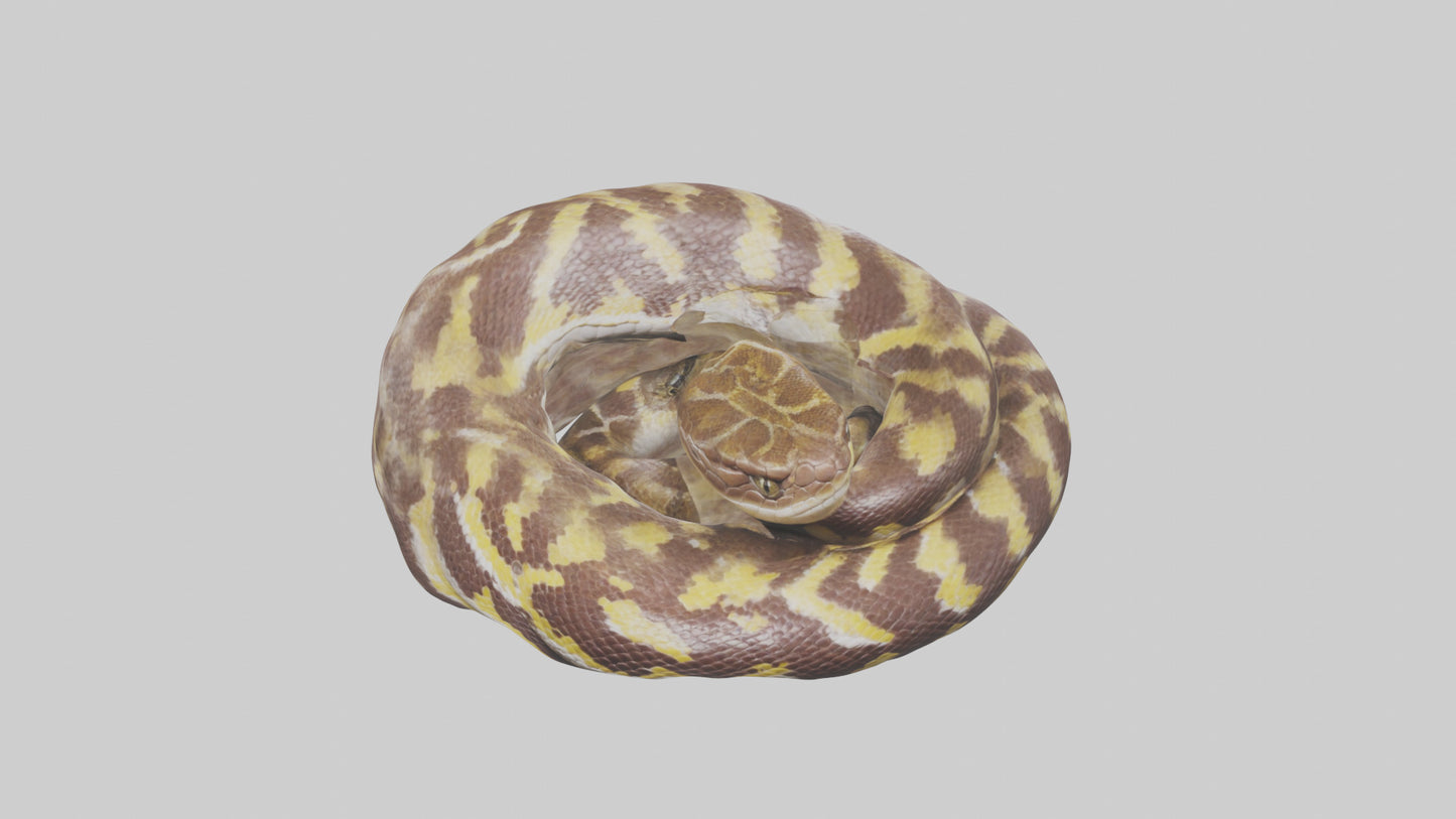Indian Python coiled model VR / AR / low-poly