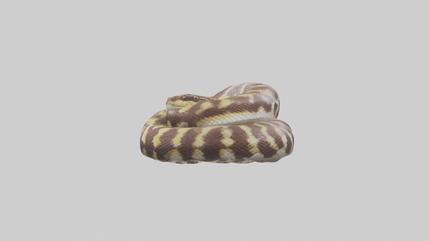 Indian Python coiled model VR / AR / low-poly