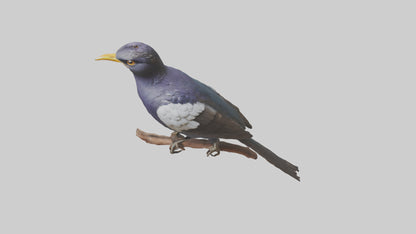 3D model Indian Starling perched model VR / AR / low-poly